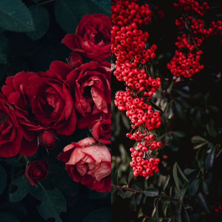 Роза, Розовый перец, Альдегиды